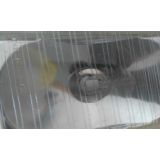 Mercedes-Benz W115/8 - Farol auxiliar H3 (BOSCH)