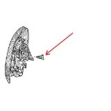 Renault Clio II / Renault Megane II - Porca plástica de fixação do farolim traseiro